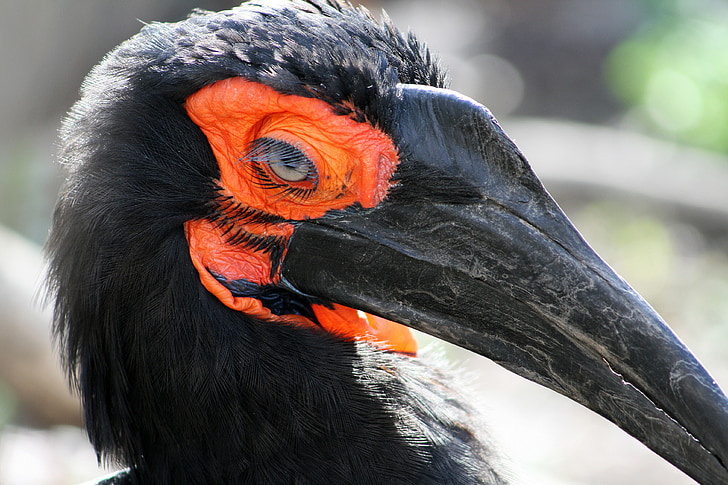 södra ground hornbill, fågel, Avifauna, svart näbb, svart penna, bevingade