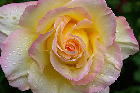 Gloria dei, Rózsa, kert Rózsa, Blossom, Bloom, nyári, kert