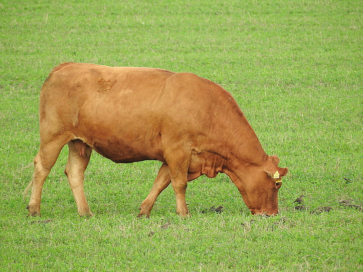 tehén, legelő, horzsolás, marhahús