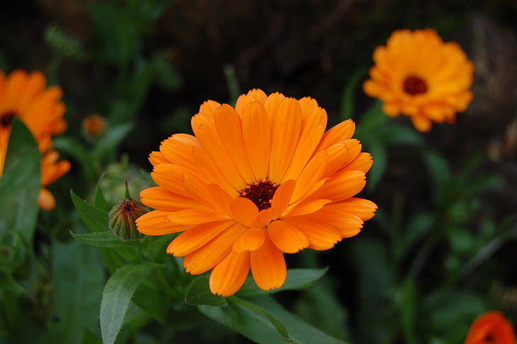 Calendula, fleur, Marigold, orange