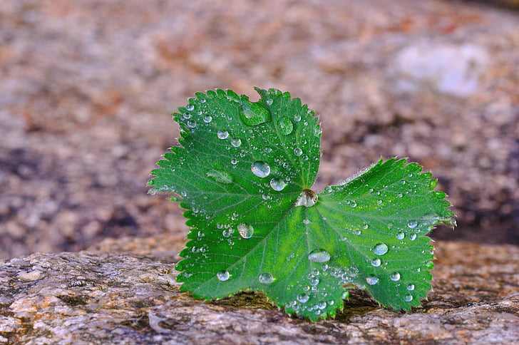 silver coat, plant, leaf, stone, raindrop, drop of water, macro