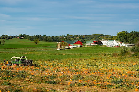 Οχάιο, αγρόκτημα, Amish, άλογο, βαγόνι, κολοκύθες, καλλιέργεια