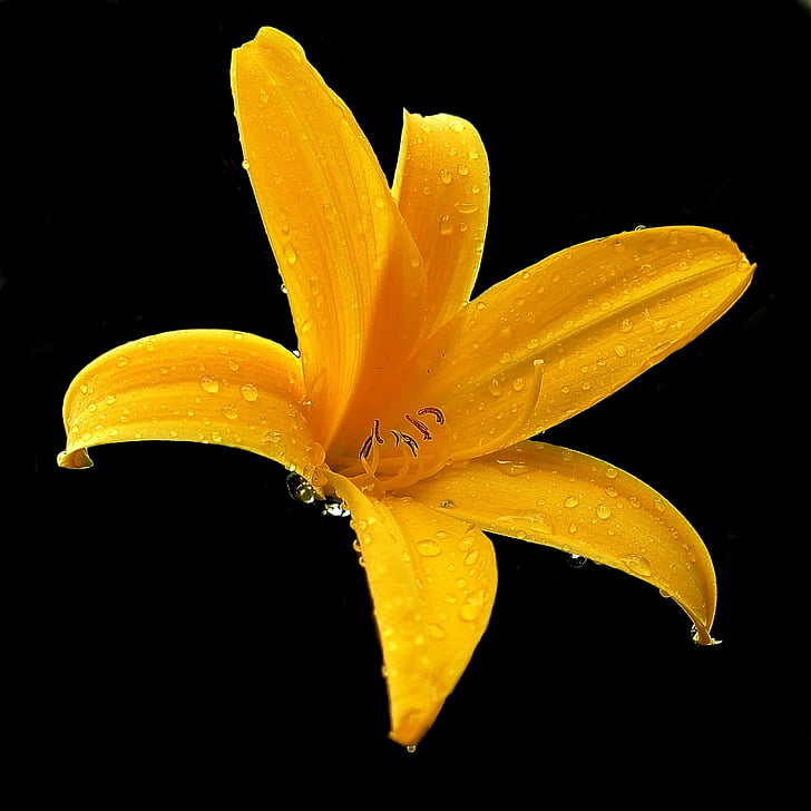 lily, yellow, blossom, bloom, flower, nature, garden