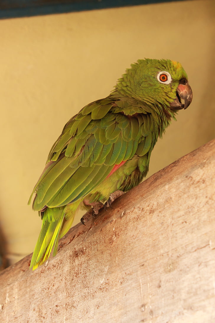 papagáj, vták, zviera, voľne žijúcich živočíchov, Tropical, pierko, Fauna