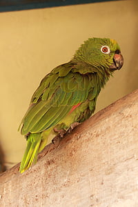 parrot, bird, animal, wildlife, tropical, feather, fauna