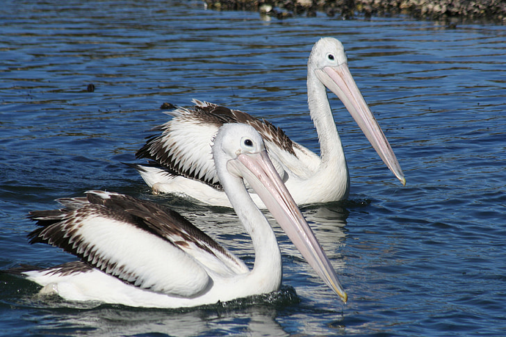 Pelican, agua, pareja, pájaro, naturaleza, flora y fauna