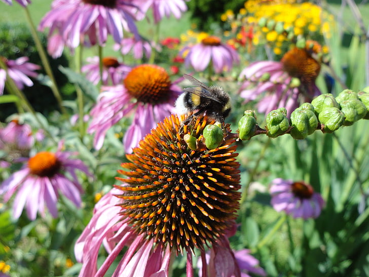 Hummel, Letní klobouk, Echinacea, včela, květ, slunce, Příroda