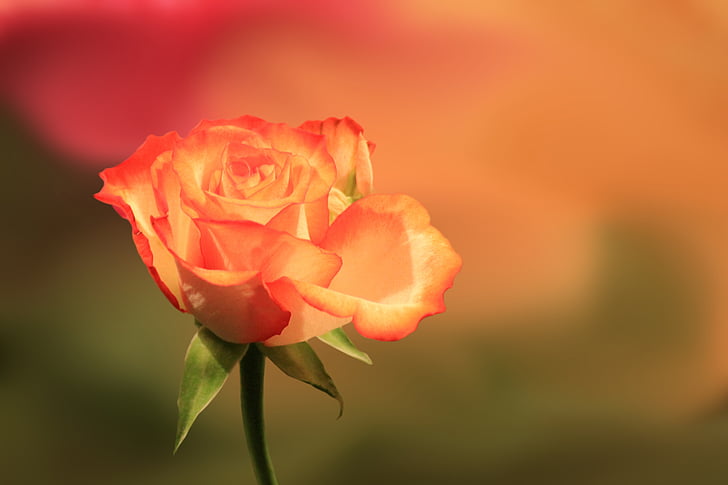 floare, floare, floare, a crescut, Orange, natura, petale