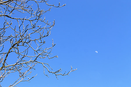 Sky, arrière-plan, bleu, branches, arbres, nature, printemps