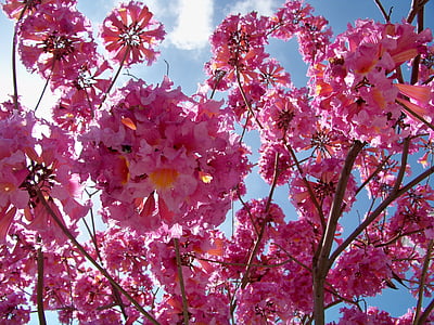 핑크, 층 층 나무, 트리, 봄, 꽃, 꽃, 블 룸