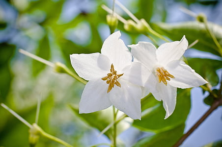 the storax tree, flowers, nature, plants, greenness, white flower, wildflower