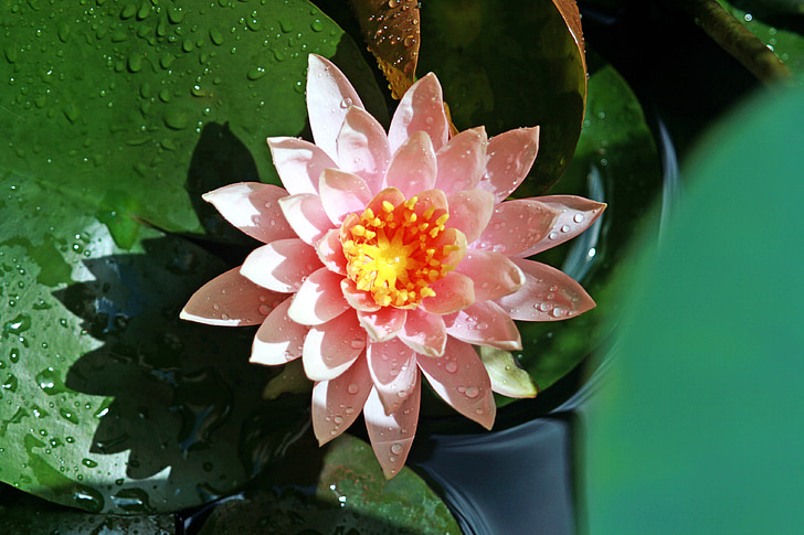 estel, Lotus, lliris d'aigua, les ungles, flors, natura