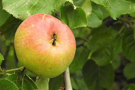 Apple, árvore de maçã, frutas, natureza, comida, kernobstgewaechs