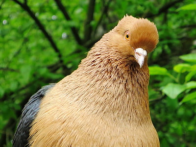 Dove, House eläinten vallankumous hajallaan mill, lintu