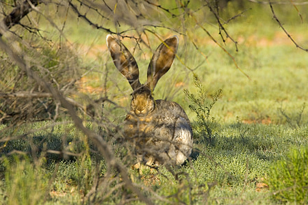 Jackrabbit, králik, počúvanie, stále, uši, tráva, Zajac