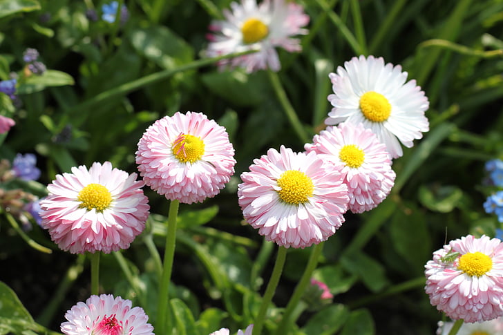 flowers, nature, macro
