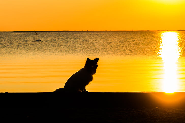 sunset, sea, back light, dog, evening sky, holiday, water