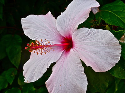 Mallow, Hibiscus, Blossom, Bloom, roze