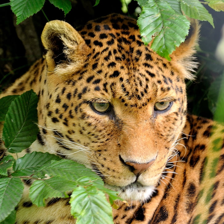 Leopard, retrato, jardim zoológico, animal, selvagem, gato, natureza