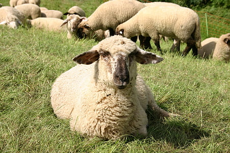 sheep, animal, break, flock, interest, nature, wool