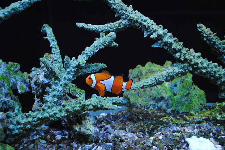 Nemo, klauns, jūras zivis, oranža, Clown fish, zemūdens, jūra