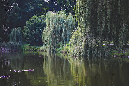 willow, tree, trees, green, nature, water, pond