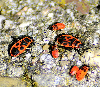 bug-uri, bug-uri de foc, pyrrhocoris, închide, Red, insectă, natura