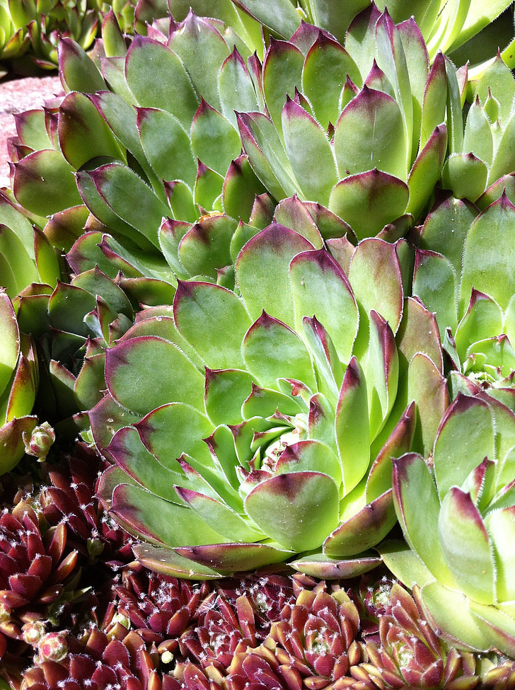hens and chicks, succulent, nature, plant, garden, green