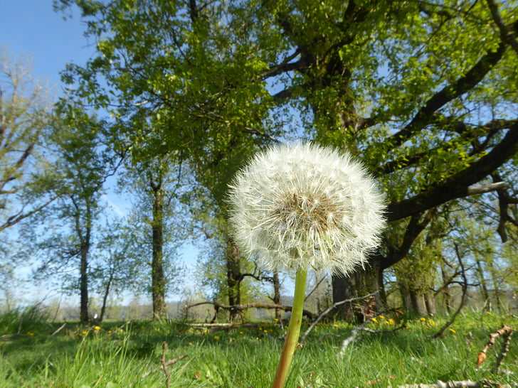 dandelion, outdoors, wish, summer, nature