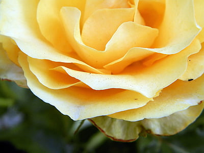 Rose, fleur, roses jaunes, nature, plante, gros plan, pétale