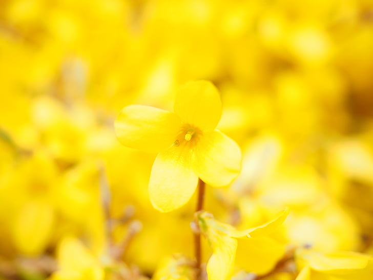 Forsythia, oksat, keltainen, Blossom, Bloom, Gold lila, kukka