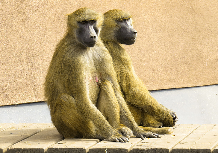 mico, Papió, parell, seure, cohesió, Tiergarten, Nuremberg