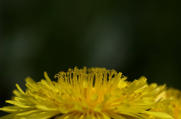 amarelo, flor, dente de leão, Verão, natureza, close-up, planta