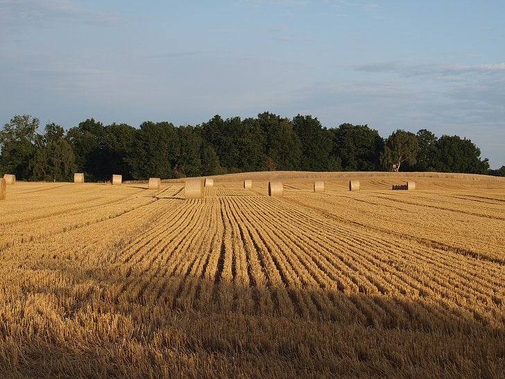 straw bales, field, straw, agriculture, round bales, landscape, mood