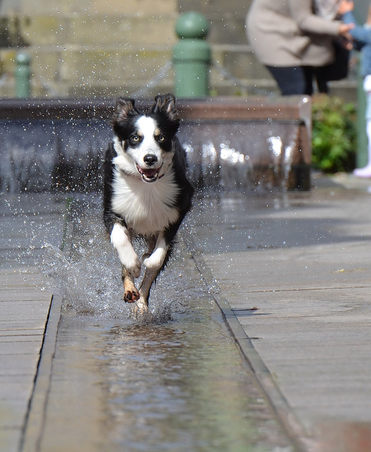 Bordercollie, fontein, stad, water, Fountain city, oude stad, Running dog