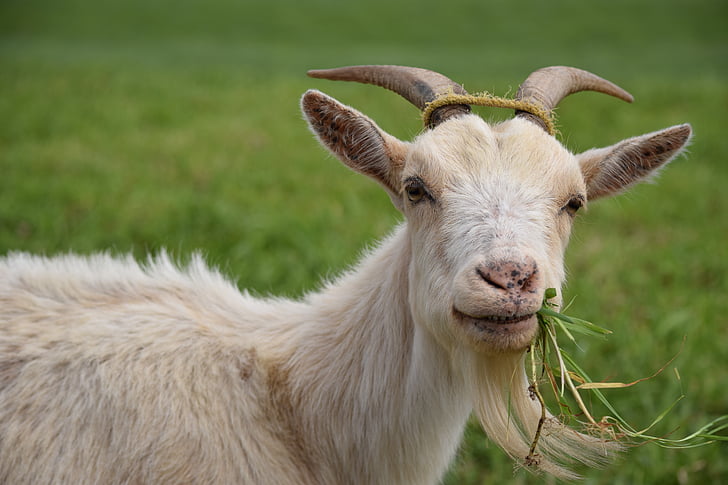 cabra, animal, pecuária, comendo, grama, pasto