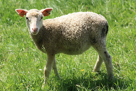 động vật, thịt cừu, Thiên nhiên, cỏ, chăn nuôi, chủ đề động vật, một trong những động vật