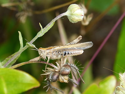 grasshopper, lobster, small, tiny, insect, orthopteron