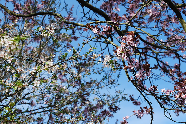 Cherry, Blossom, Sakura, pohon, musim semi, merah muda