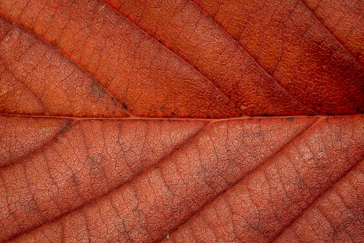 jeseni, listi, listov, padec listje, barve jeseni, listi v jeseni, narave