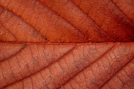 autunno, foglie, foglia, fogliame di caduta, colori d'autunno, foglie in autunno, natura