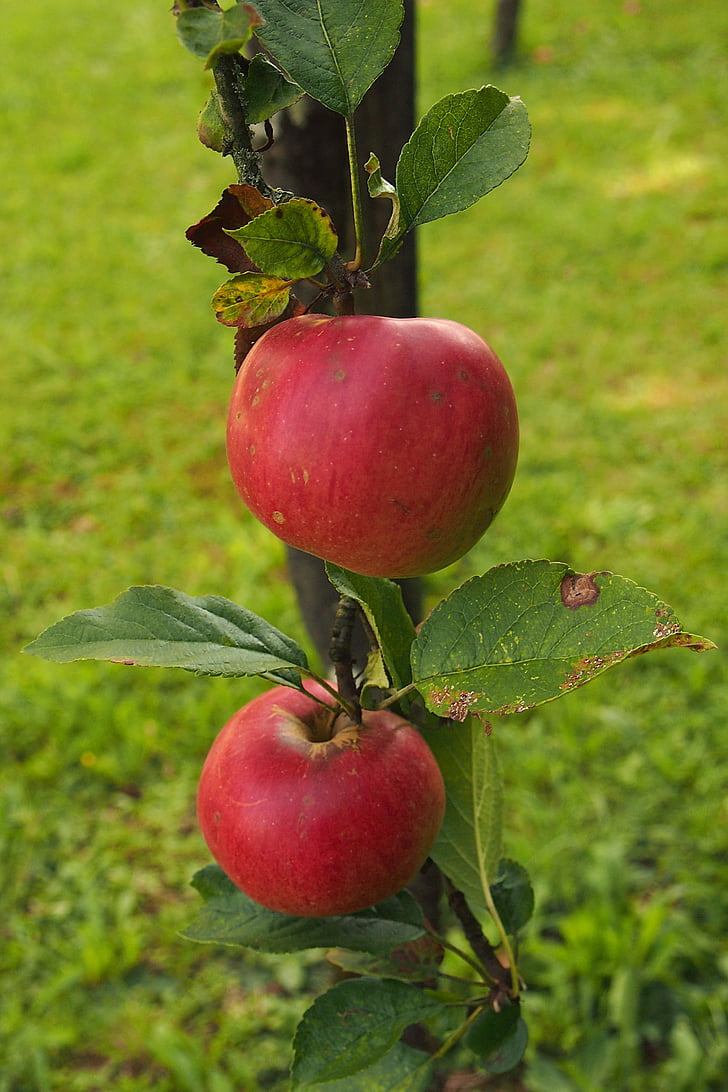apple, apple tree, branch, fruits, green, red, harvest