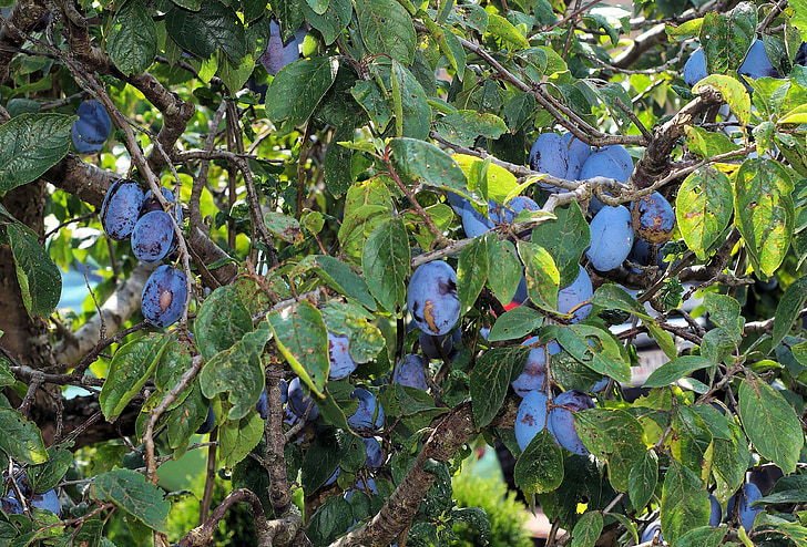 prunes, Prunera, arbre fruiter, deliciós, tancar, jardí, fruita