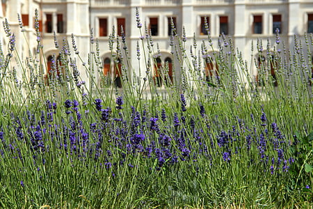 lavendel, blauw, planten, natuur, bloemen, gras