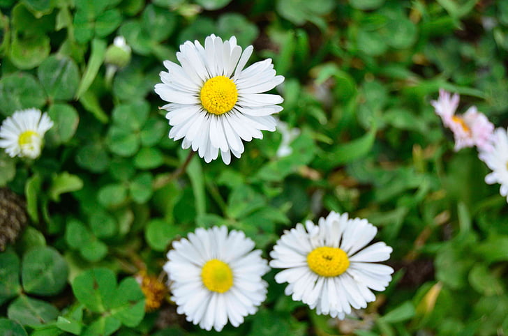 Daisy, fleur, blanc, plante, champ vert, belle, Aqil