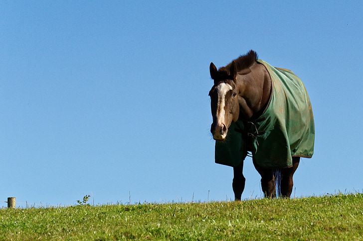 konj, životinja, trava, pokrov za konja, plavo nebo, konj jede, Konjički sport
