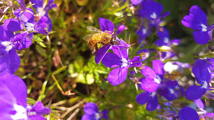 μέλισσα, φύση, λουλούδια, λουλούδι, μωβ, φυτό, μπλε