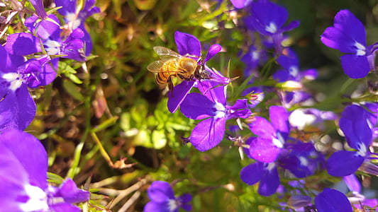 пчела, природата, цветя, цвете, лилаво, растителна, синьо