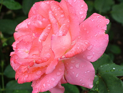 macro, photography, watered, pink, petal, rose, Flower