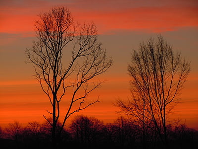 trees, sky, morgenrot, silhouette